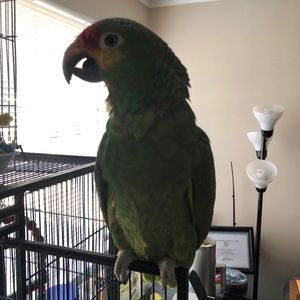 Meet your Posher, El cotorro produce